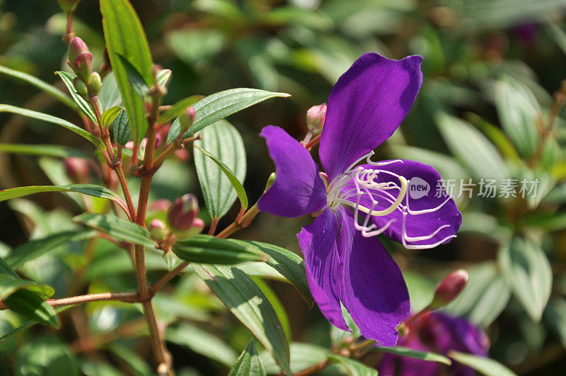 紫荣耀灌木/ Tibouchina Granulosa